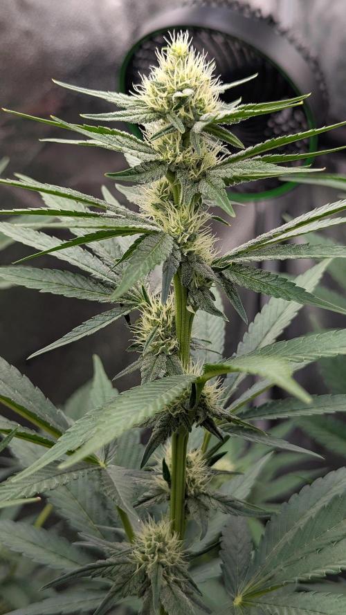 Growing Granddaddy Purple. Week 7