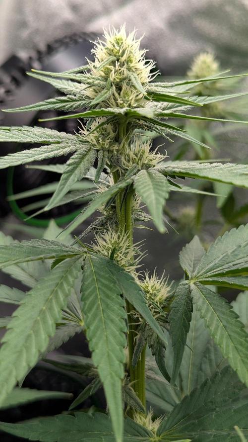 Growing Granddaddy Purple. Week 7