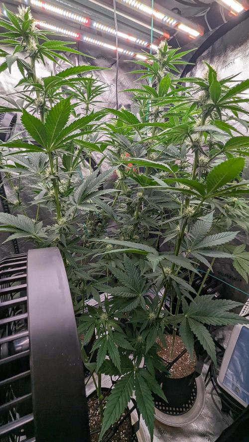 Growing Granddaddy Purple. Week 7