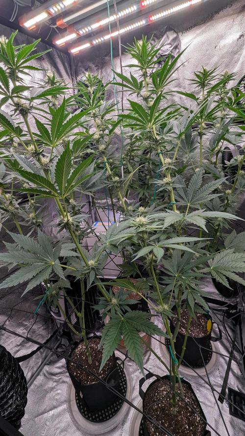 Growing Granddaddy Purple. Week 7