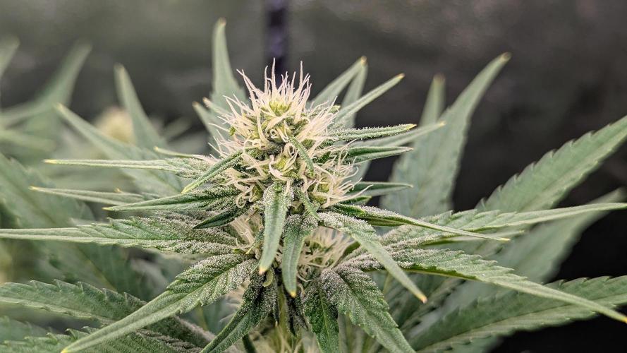 Growing Granddaddy Purple. Week 7