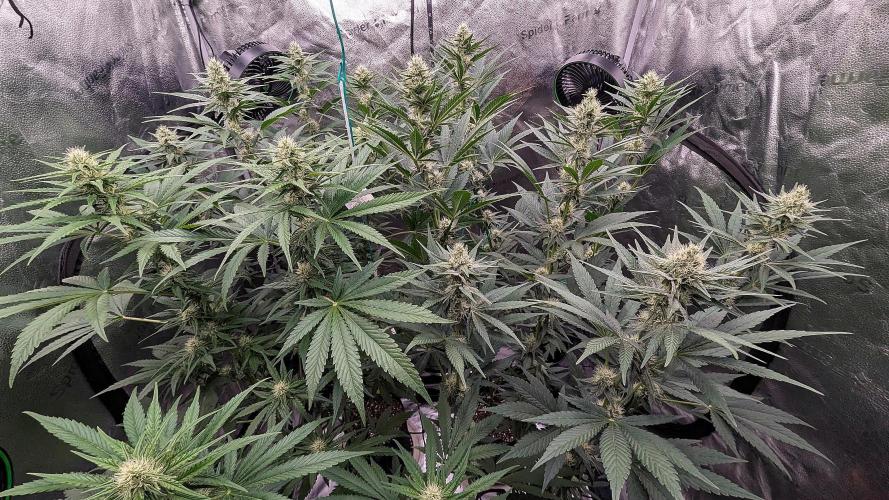 Growing Granddaddy Purple. Week 7