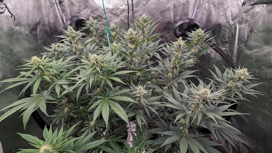 Growing Granddaddy Purple. Week 7