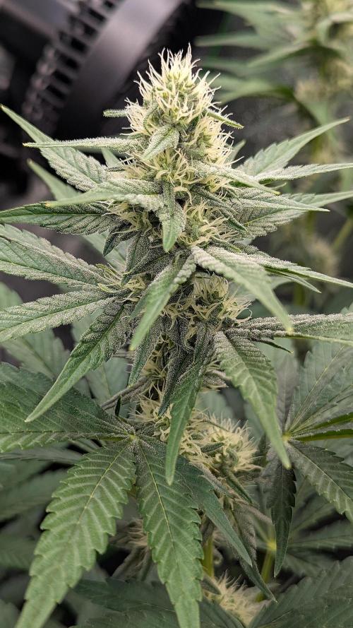 Growing Granddaddy Purple. Week 7