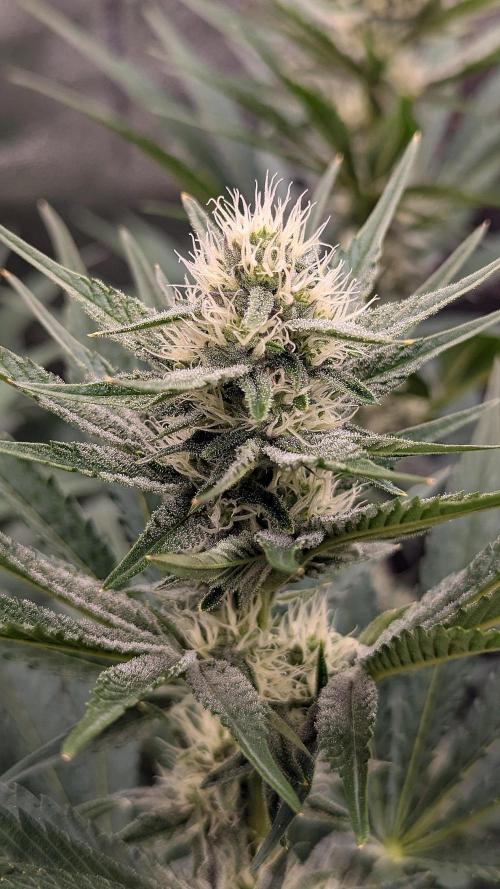 Growing Granddaddy Purple. Week 7