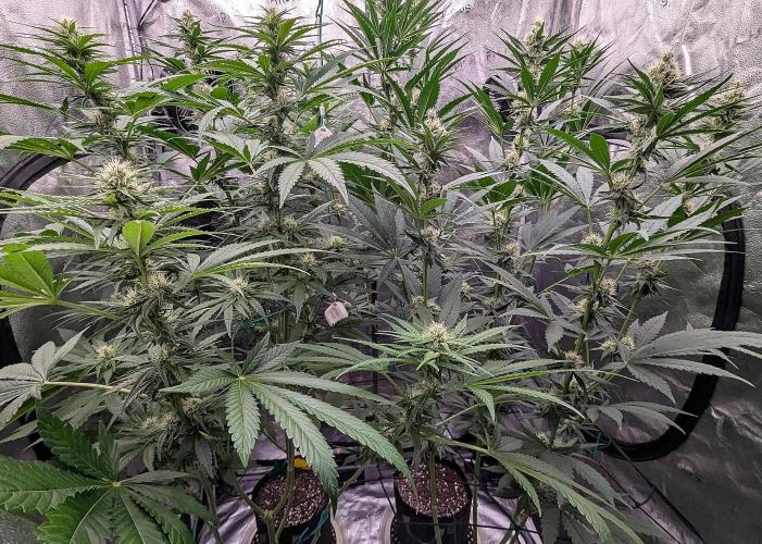 Growing Granddaddy Purple. Week 7