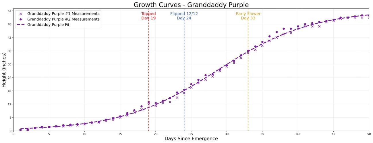 Growing Granddaddy Purple. Week 7