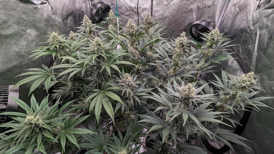 Growing God's Gift. Week 8