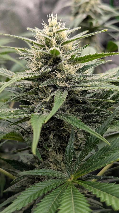 Growing God's Gift. Week 8