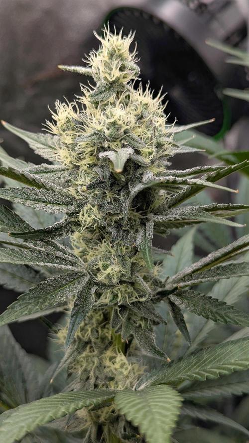 Growing God's Gift. Week 8