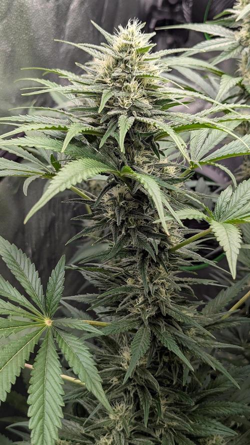 Growing God's Gift. Week 8