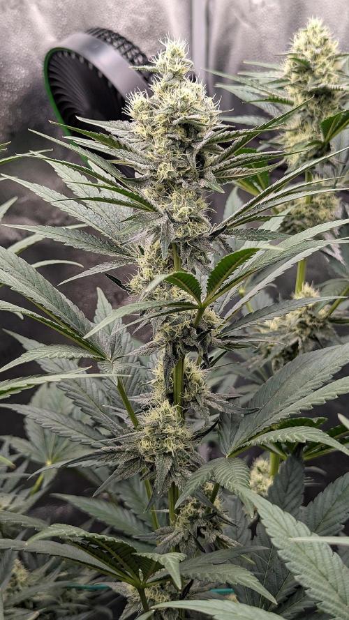 Growing God's Gift. Week 8