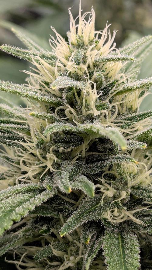 Growing God's Gift. Week 8