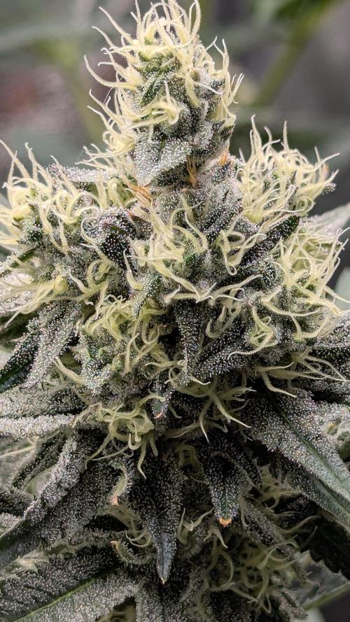 Growing God's Gift. Week 8