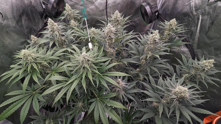 Growing God's Gift. Week 8
