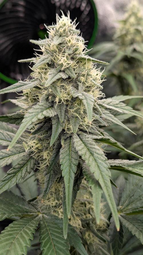 Growing Granddaddy Purple. Week 8