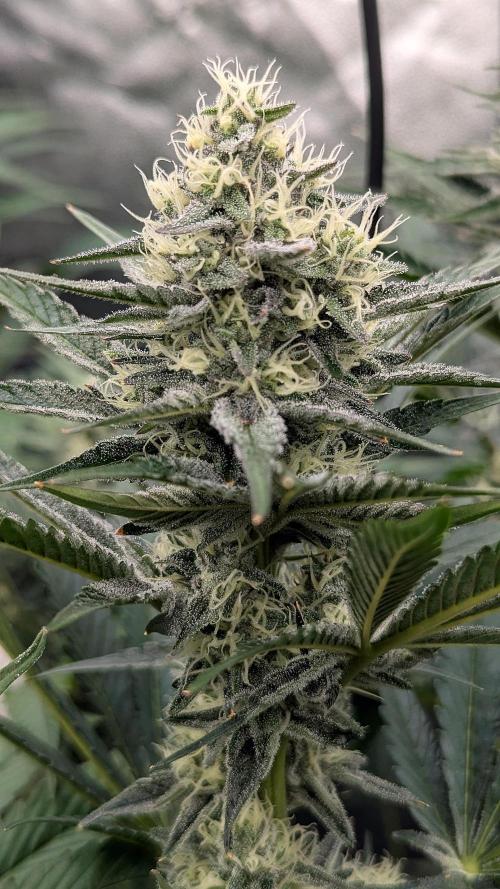 Growing Granddaddy Purple. Week 8