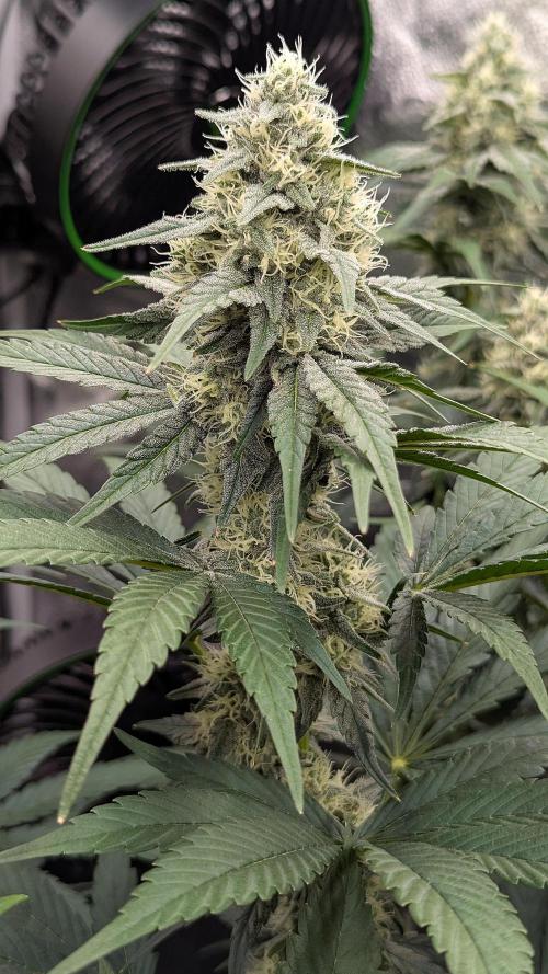 Growing Granddaddy Purple. Week 8