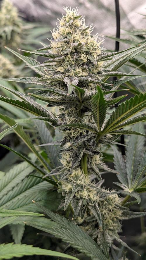 Growing Granddaddy Purple. Week 8