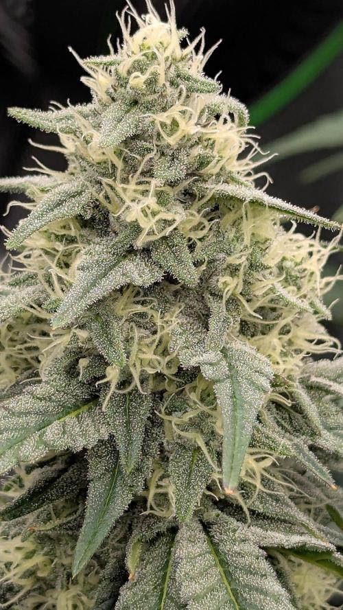 Growing Granddaddy Purple. Week 8