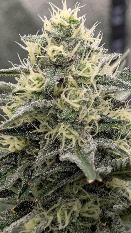 Growing Granddaddy Purple. Week 8