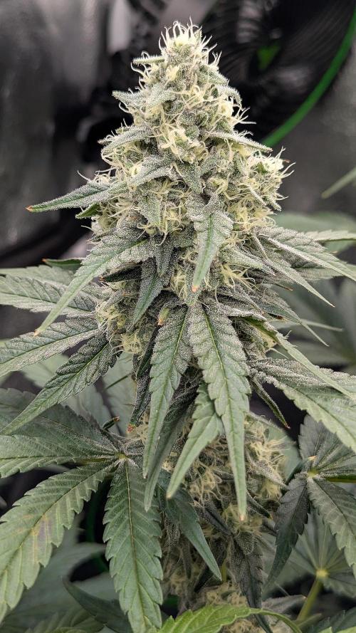 Growing Granddaddy Purple. Week 9