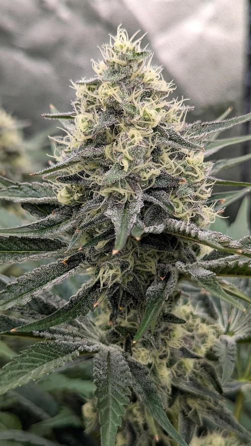 Growing Granddaddy Purple. Week 9