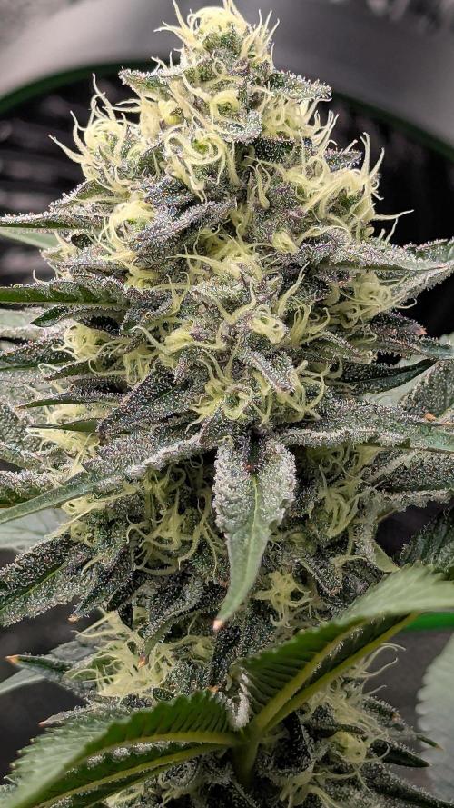 Growing Granddaddy Purple. Week 9