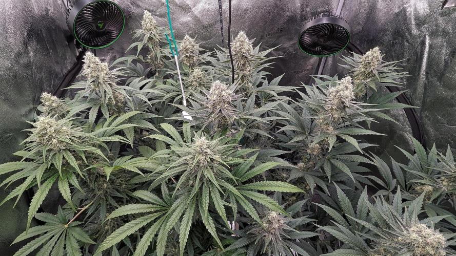 Growing God's Gift. Week 9