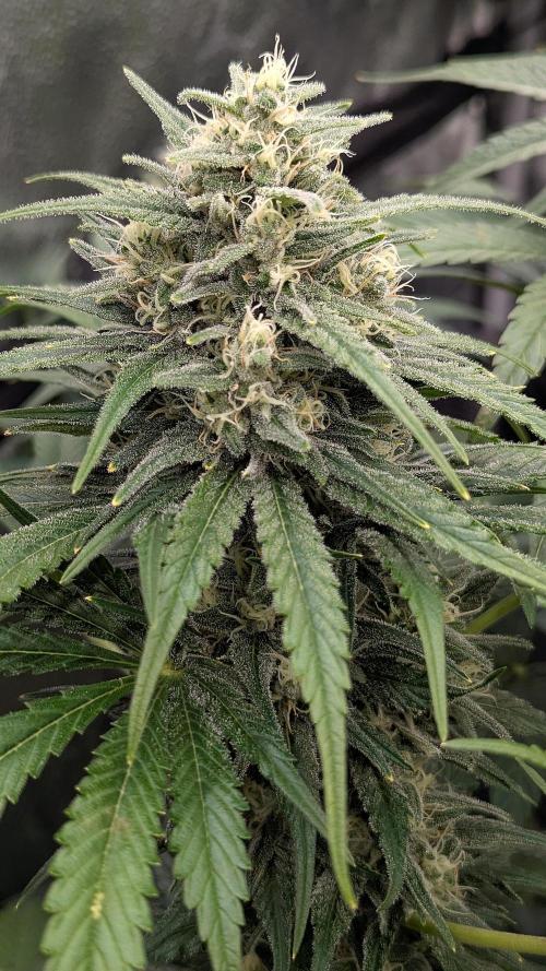 Growing God's Gift. Week 9