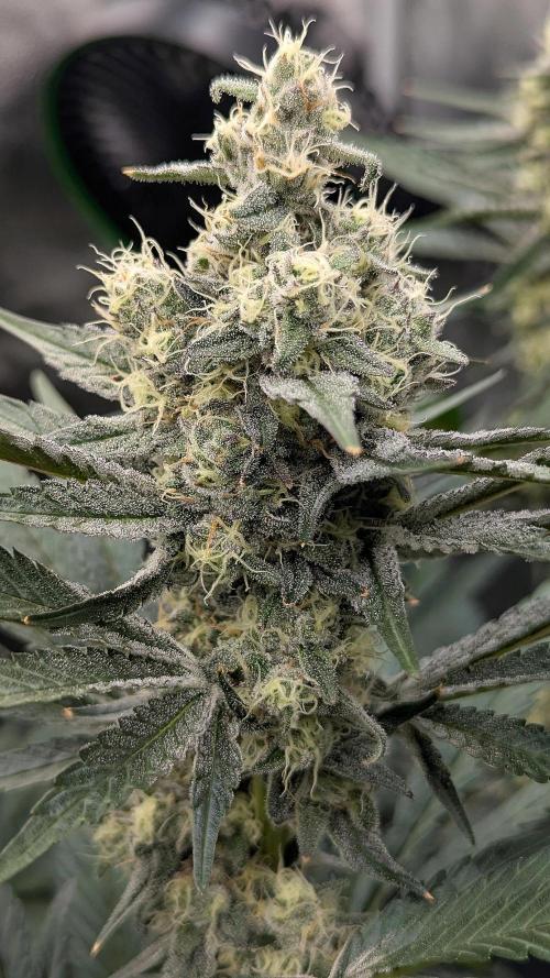 Growing God's Gift. Week 9