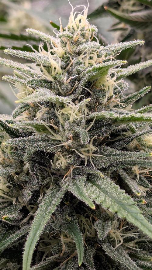 Growing God's Gift. Week 9