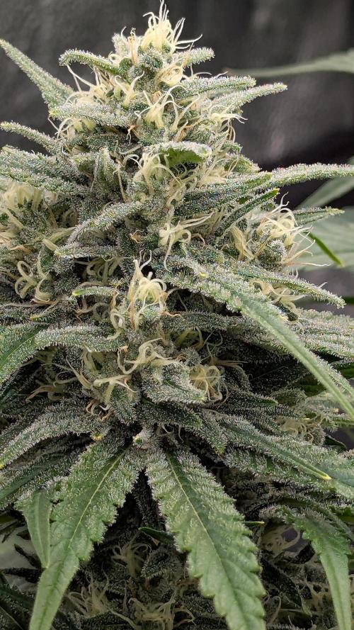 Growing God's Gift. Week 9