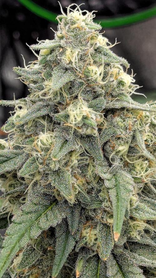 Growing Granddaddy Purple. Week 10