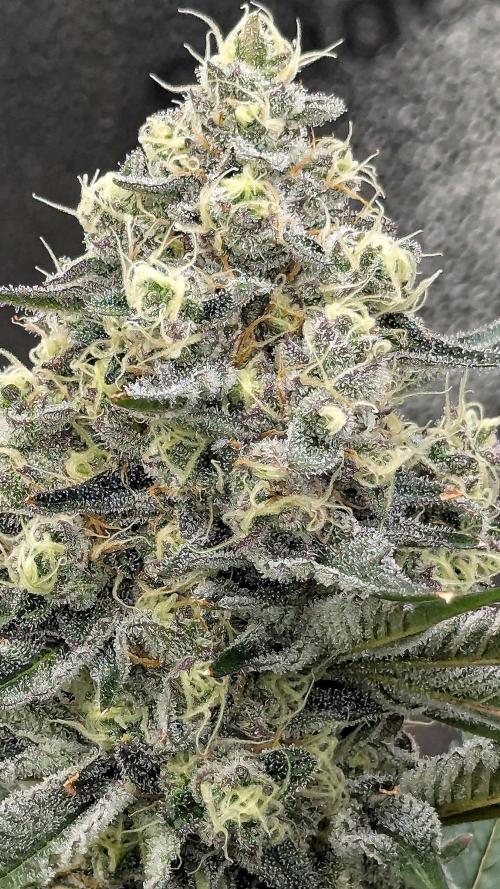 Growing Granddaddy Purple. Week 10