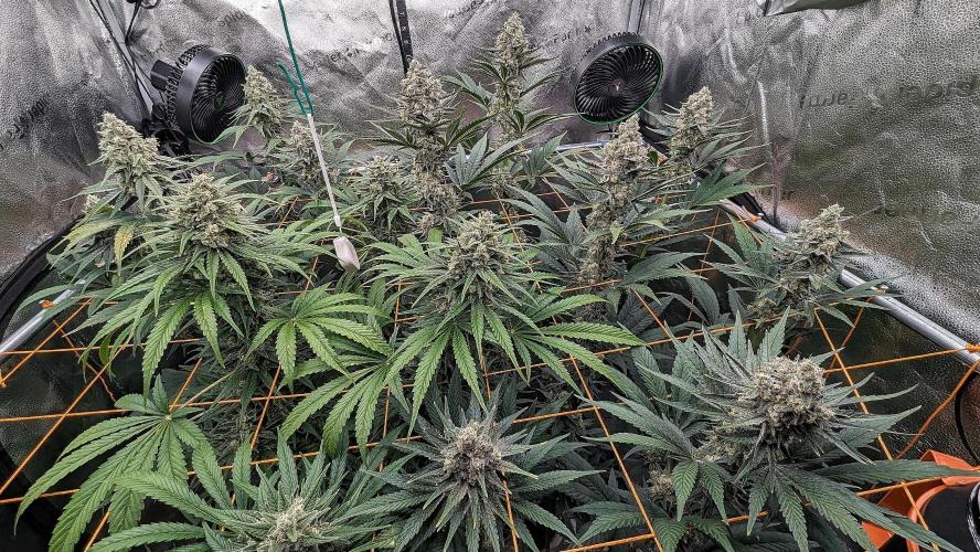 Growing Granddaddy Purple. Week 10