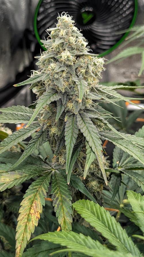Growing Granddaddy Purple. Week 10