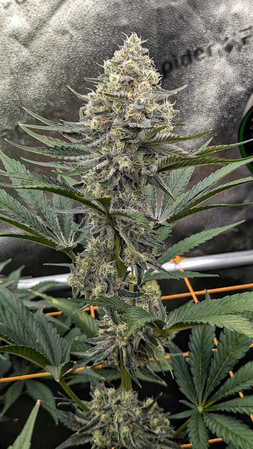Growing Granddaddy Purple. Week 10