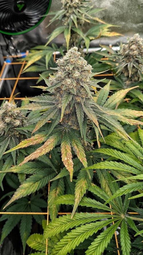 Growing Granddaddy Purple. Week 11