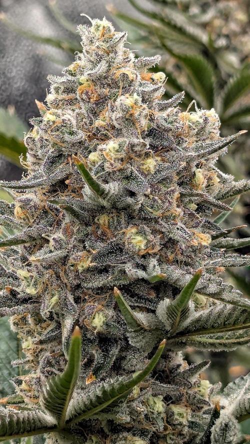 Growing Granddaddy Purple. Week 11