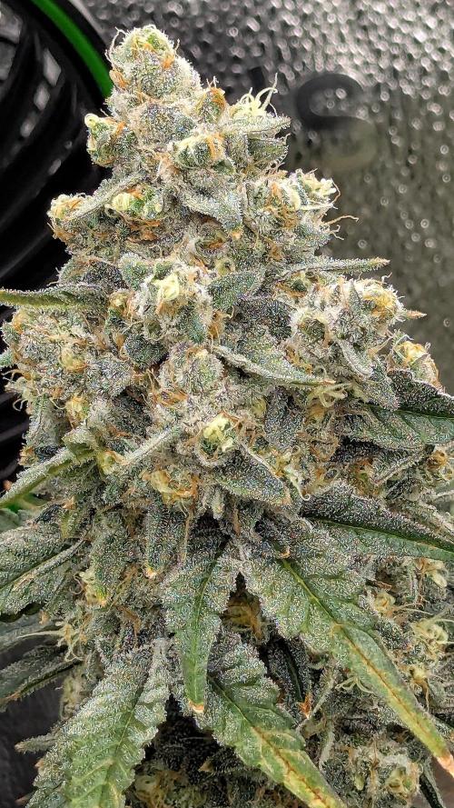 Growing Granddaddy Purple. Week 11