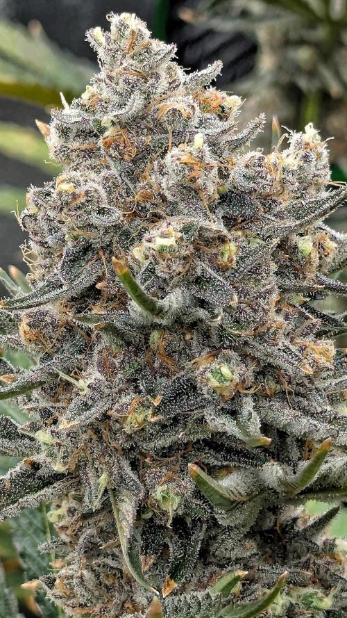 Growing Granddaddy Purple. Week 12