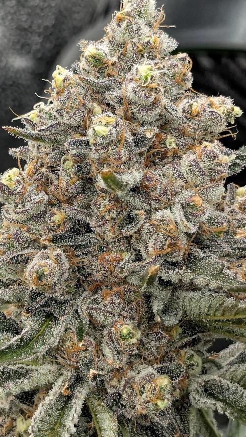 Growing Granddaddy Purple. Week 12