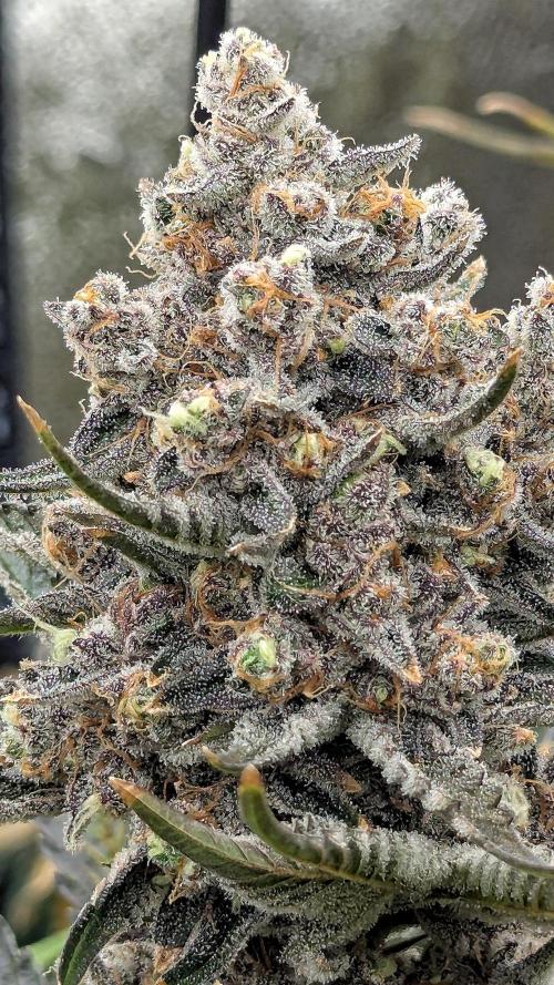Growing Granddaddy Purple. Week 13