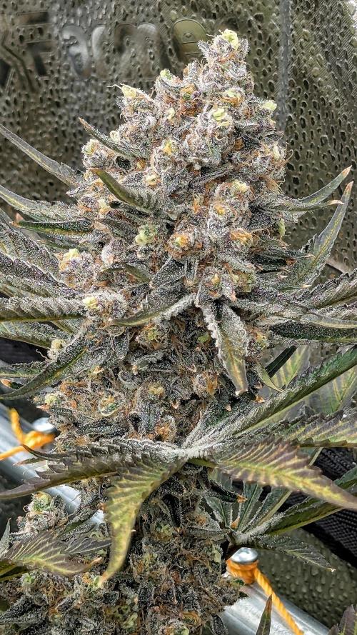 Growing Granddaddy Purple. Week 13