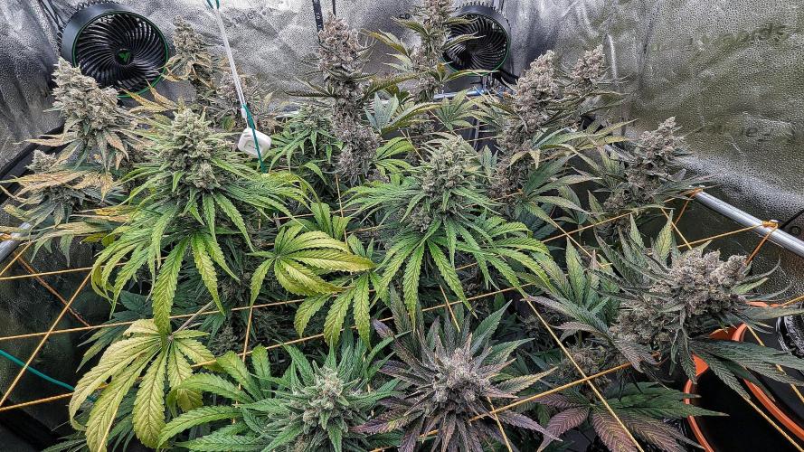 Growing Granddaddy Purple. Week 13