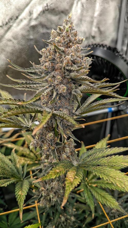 Growing Granddaddy Purple. Week 13