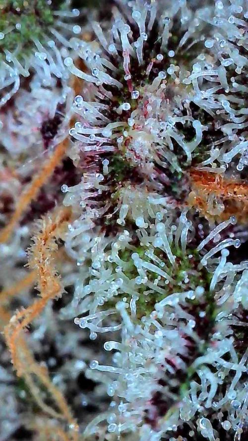 Growing Granddaddy Purple. Week 14