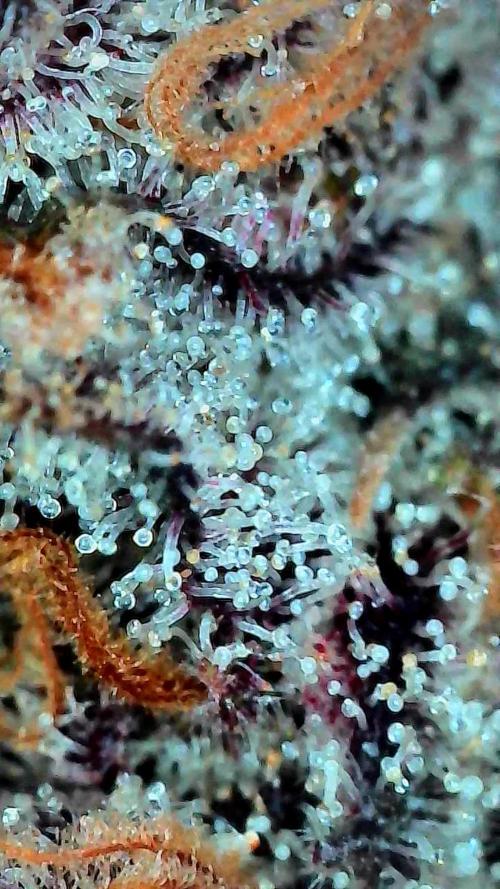 Growing Granddaddy Purple. Week 14