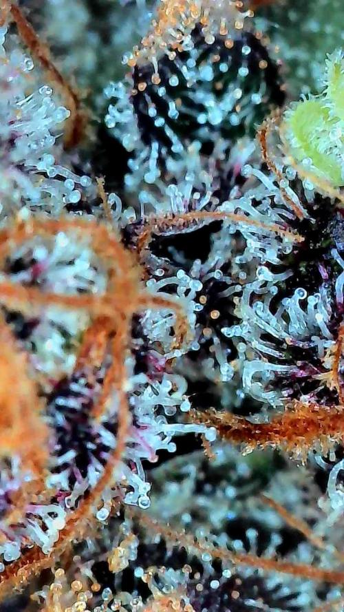 Growing Granddaddy Purple. Week 14